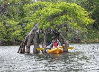 Lago Norris de Orlando: tour de 5 horas en kayak con almuerzo