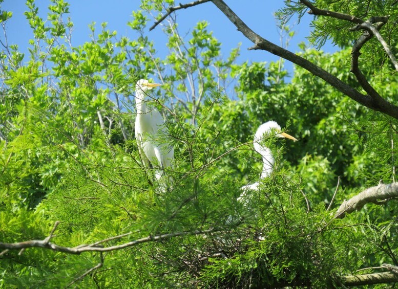 Picture 8 for Activity Orlando's Lake Norris: 5-Hour Kayak Explorer Tour with Lunch