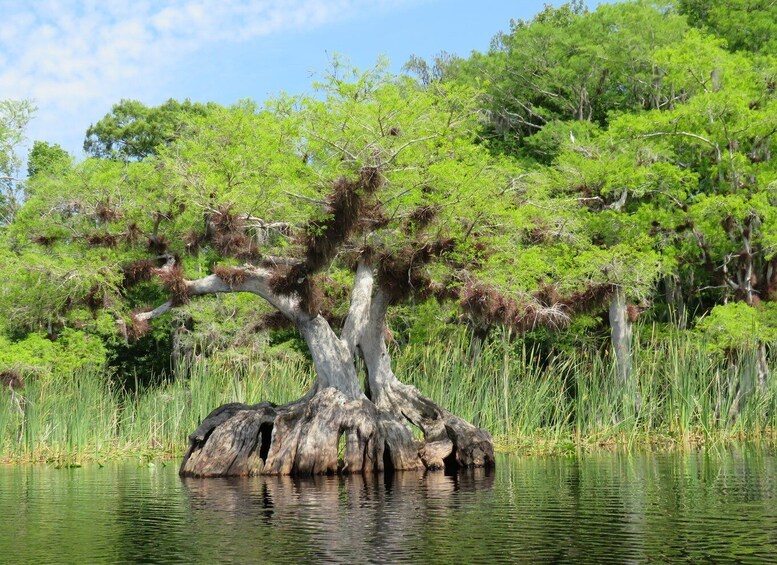 Picture 11 for Activity Orlando's Lake Norris: 5-Hour Kayak Explorer Tour with Lunch