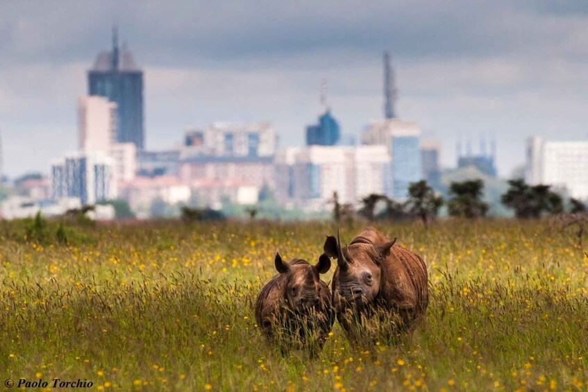 Small group tour game drive to Nairobi National Park.