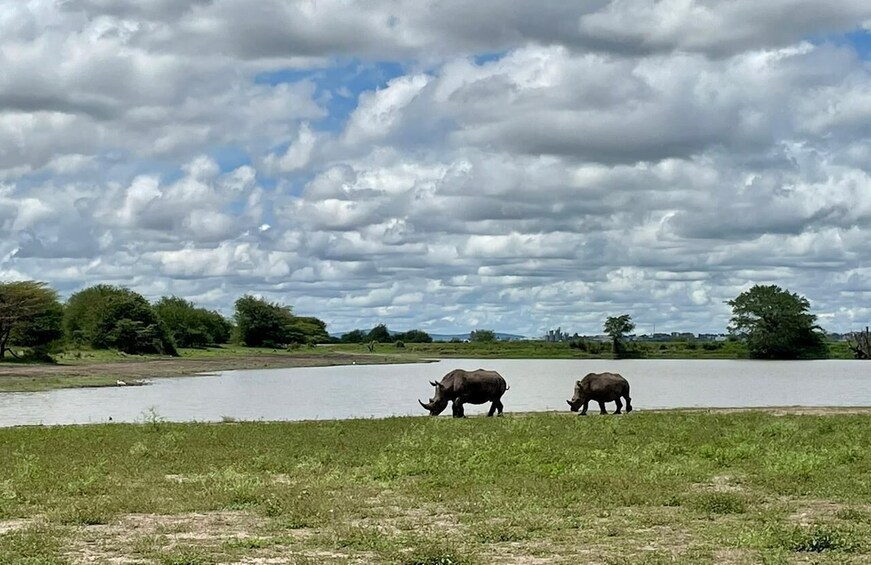 Picture 7 for Activity Small group tour game drive to Nairobi National Park.