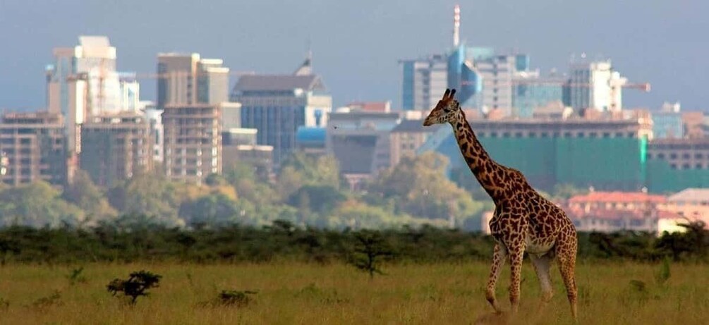 Picture 1 for Activity Small group tour game drive to Nairobi National Park.