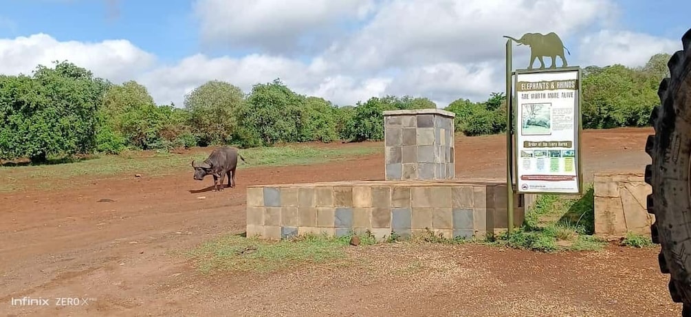 Picture 8 for Activity Small group tour game drive to Nairobi National Park.