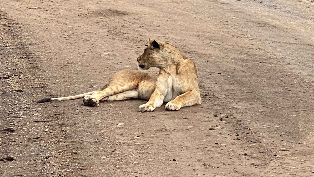 Picture 2 for Activity Small group tour game drive to Nairobi National Park.