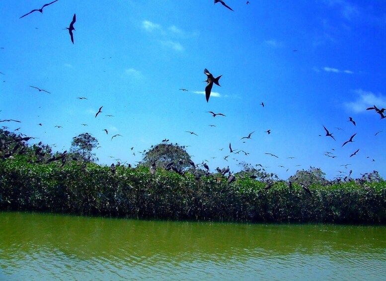 Picture 2 for Activity Tumbes: Mangrove National Sanctuary