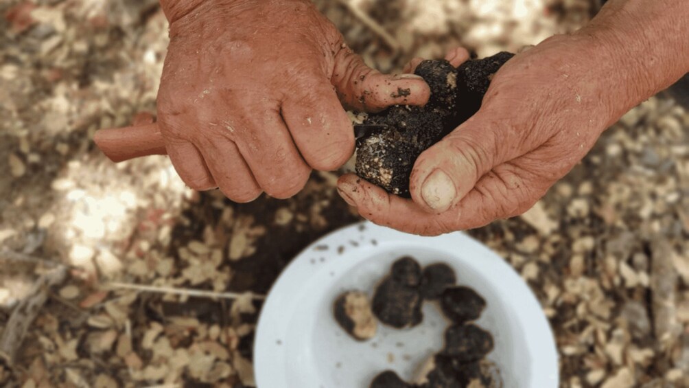 Picture 6 for Activity Truffle Hunting, Culinary & Wine Celebration from Elounda