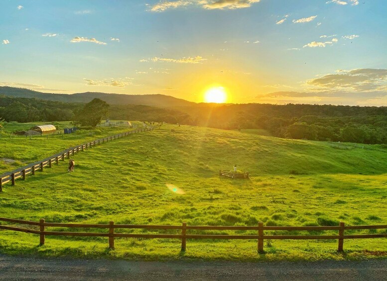 Picture 4 for Activity From Cairns: Kuranda Day Trip with Petting Zoo and Quad Ride