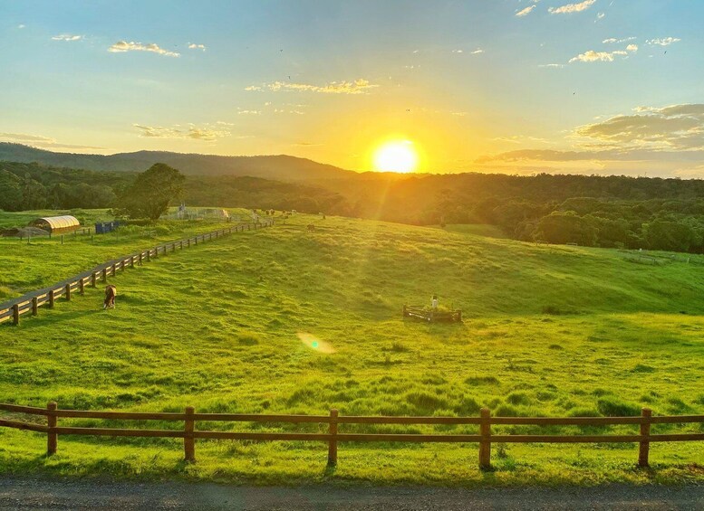 Picture 4 for Activity From Cairns: Kuranda Day Trip with Petting Zoo and Quad Ride