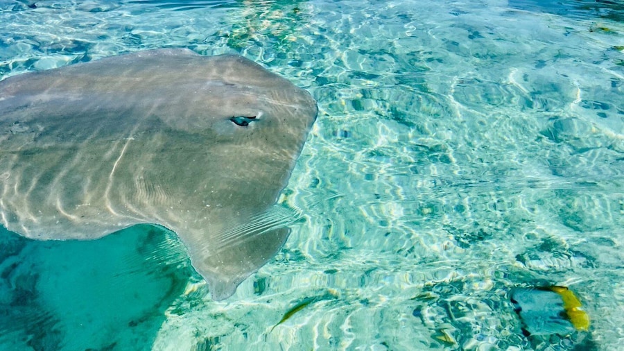 Bora Bora: Full day Lagoon Safari & Lunch on a Motu - ST