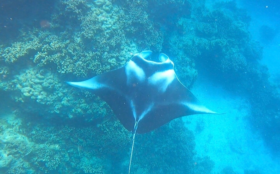 Picture 2 for Activity Bora Bora: Full day Lagoon Safari & Lunch on a Motu - ST