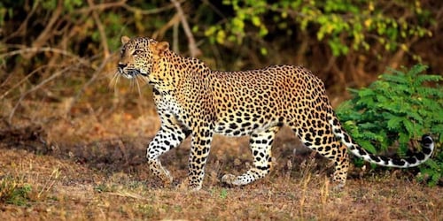 Yala: 1 Day Leopard Safari with Picnic Lunch from Hambantota