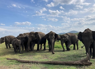 米內日亞國家公園：半日吉普車野生動物園與野生之旅