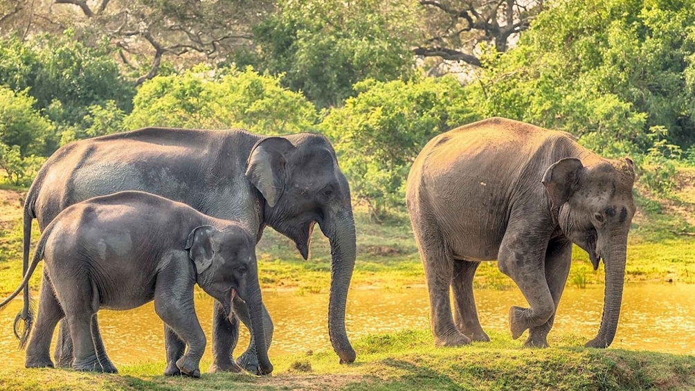 Picture 5 for Activity Minneriya National Park: Halfday Jeep Safari with Wild Tours