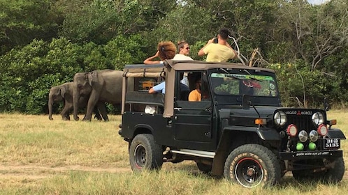 Minneriya National Park: Halfday Jeep Safari with Wild Tours