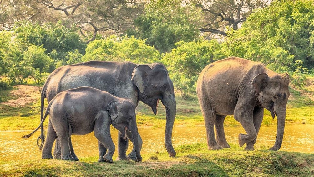 Picture 5 for Activity Minneriya National Park: Halfday Jeep Safari with Wild Tours