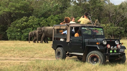 Minneriya National Park: Halfday Jeep Safari with Wild Tours