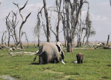 2 Tage Amboseli 1 Nacht mit Masai Dorfbesuch