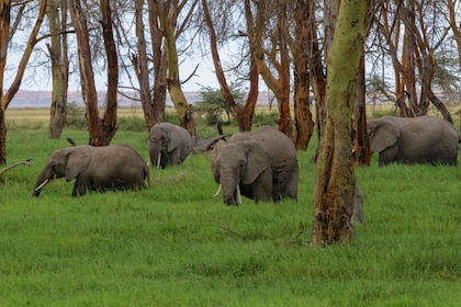 2 giorni Amboseli 1 notte con visita al villaggio Masai