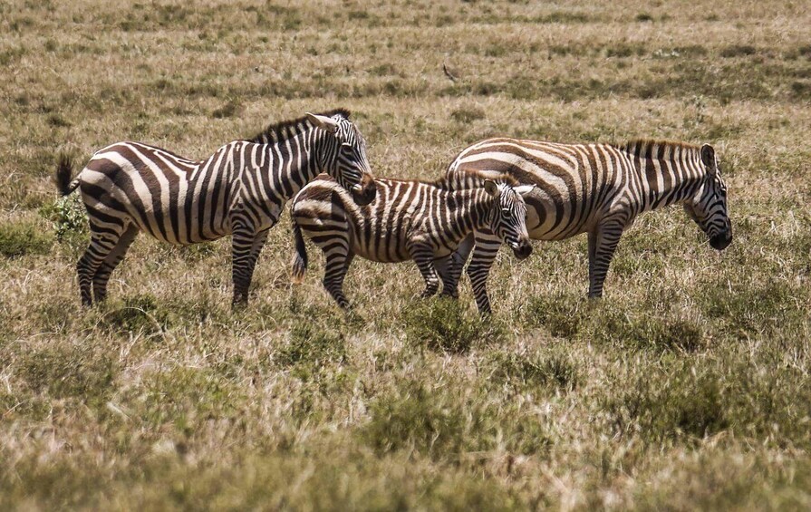 Picture 18 for Activity 2 Day Amboseli 1 Night With Masai Village Visit