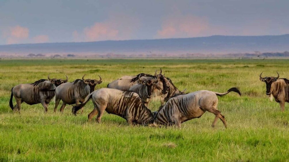 Picture 17 for Activity 2 Day Amboseli 1 Night With Masai Village Visit