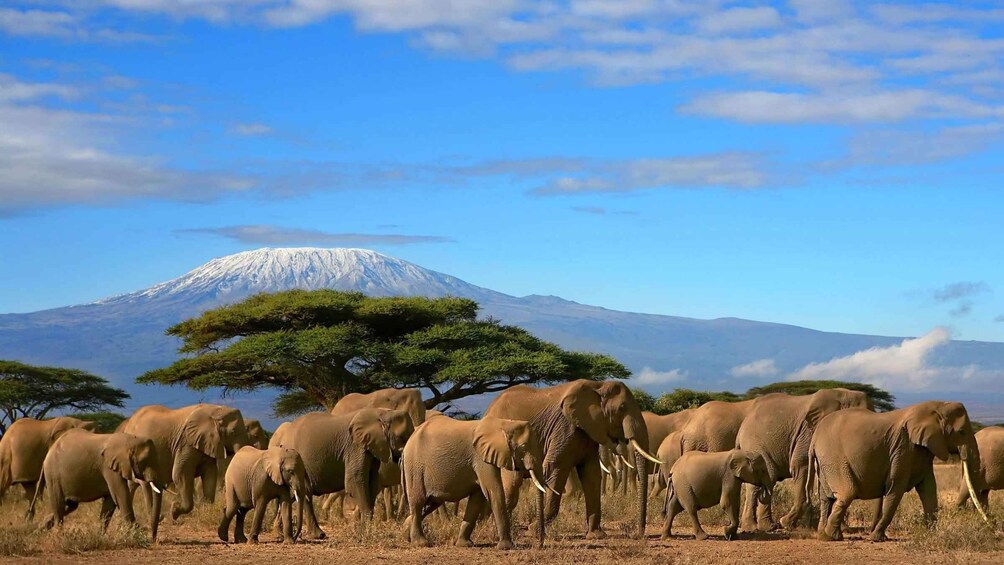 Picture 11 for Activity 2 Day Amboseli 1 Night With Masai Village Visit