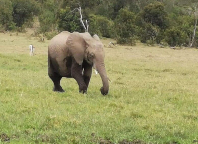 Picture 5 for Activity 2 Day Amboseli 1 Night With Masai Village Visit