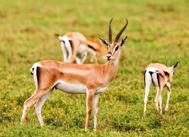 国立公園とサハラ砂漠（昼食とラクダ乗り付き