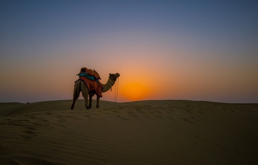 Picture 18 for Activity Wonderlust Camel Safari with Rumi Caravan of Thar Desert