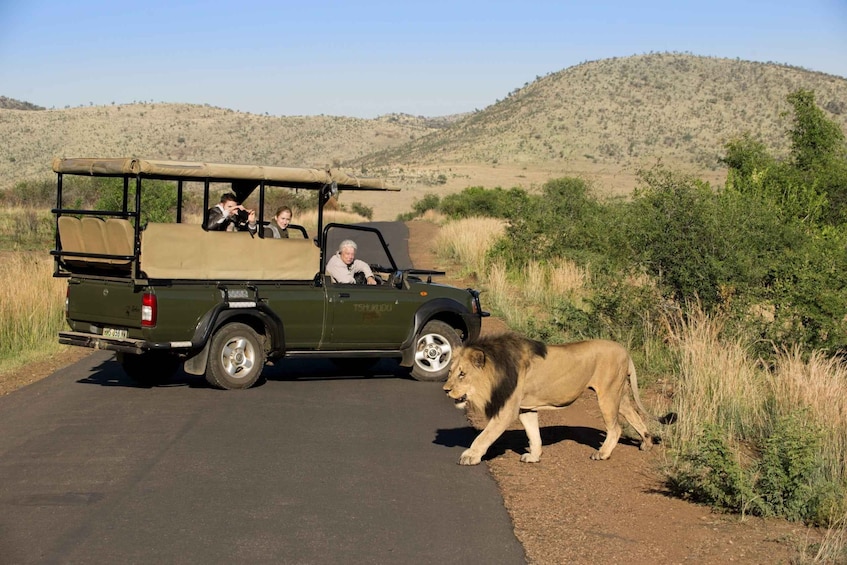 Kruger Park Scheduled Full day Safari Drive from Hoedspruit