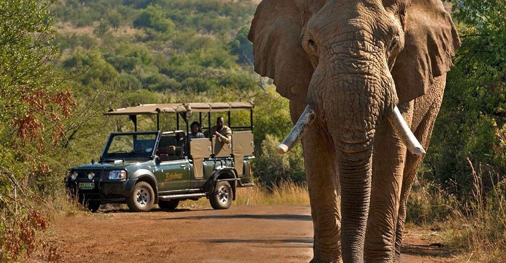 Picture 3 for Activity Kruger Park Scheduled Full day Safari Drive from Hoedspruit