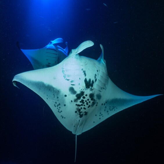 Picture 2 for Activity Captain Cook: Manta Ray Night Snorkel Boat Trip with Guide