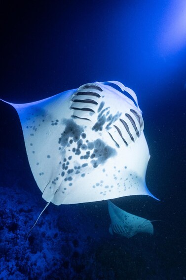 Picture 3 for Activity Captain Cook: Manta Ray Night Snorkel Boat Trip with Guide