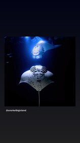 Captain Cook: Manta Ray Night Snorkel Boat Trip with Guide