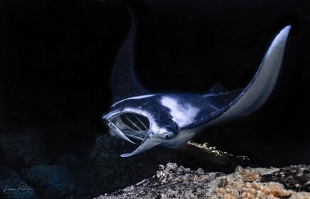 Captain Cook: Manta Ray Night Snorkel Boat Trip with Guide