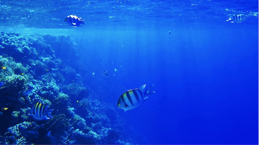 Picture 2 for Activity From Sharm: Ras Muhammed & White Island By Boat & intro Dive