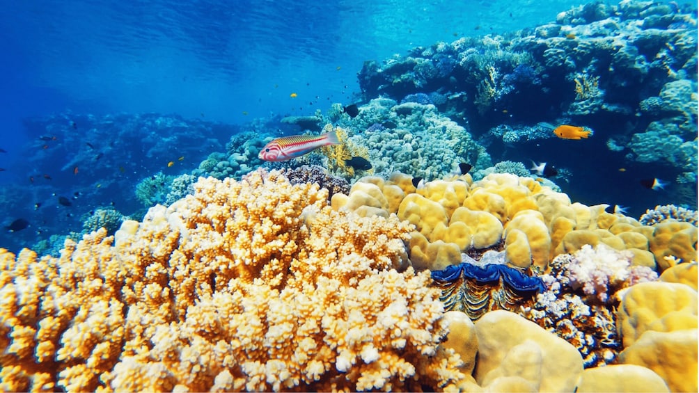 Picture 5 for Activity From Sharm: Ras Muhammed & White Island By Boat & intro Dive