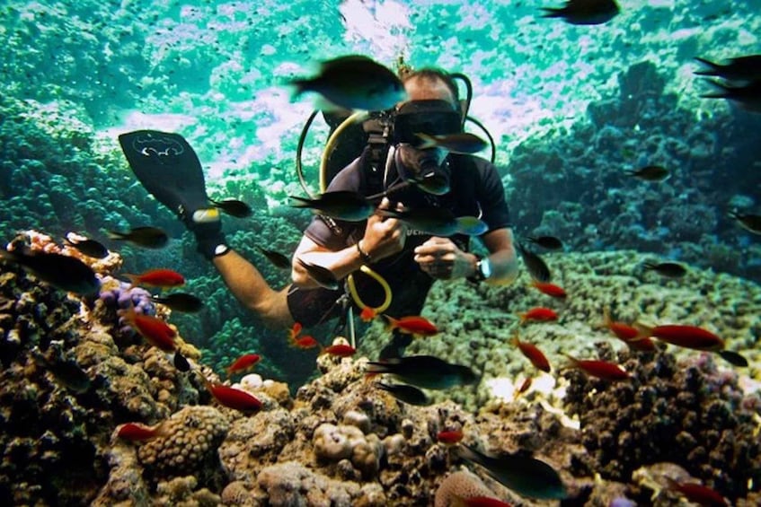 Picture 3 for Activity Sharm El Sheikh: Diving Day Trip by Boat at Ras Mohamed