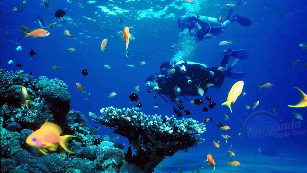 Picture 5 for Activity Sharm El Sheikh: Diving Day Trip by Boat at Ras Mohamed