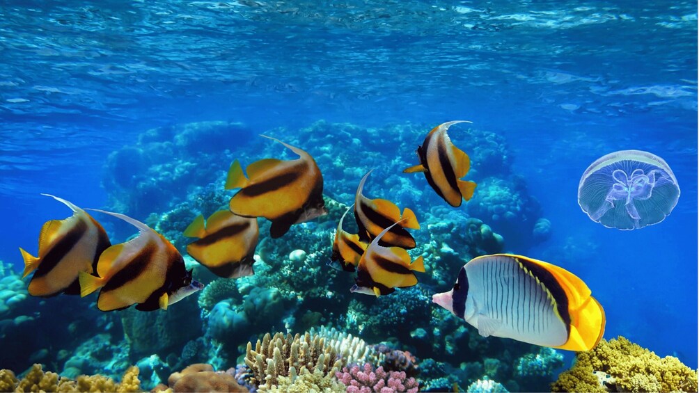 Picture 9 for Activity From Sharm: Ras Muhammed & White Island By Boat & intro Dive