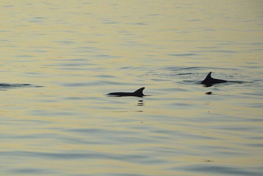 Private Sunset Cruise with Dolphin Watching in Medulin