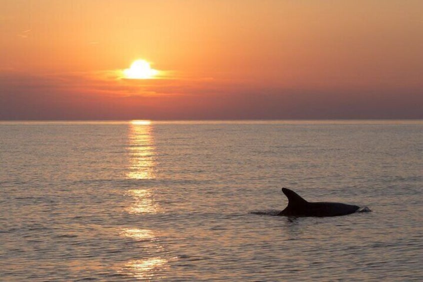 Private Sunset Cruise with Dolphin Watching in Medulin