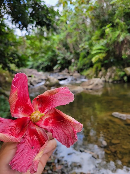 Picture 9 for Activity Fajardo: Rainforest guided adventure
