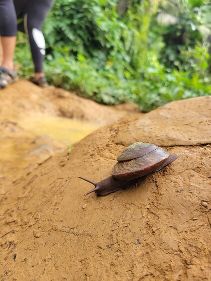 Picture 10 for Activity Fajardo: Rainforest guided adventure