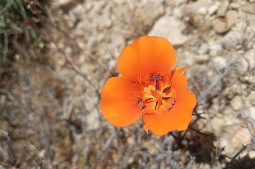 Mariposa Lily