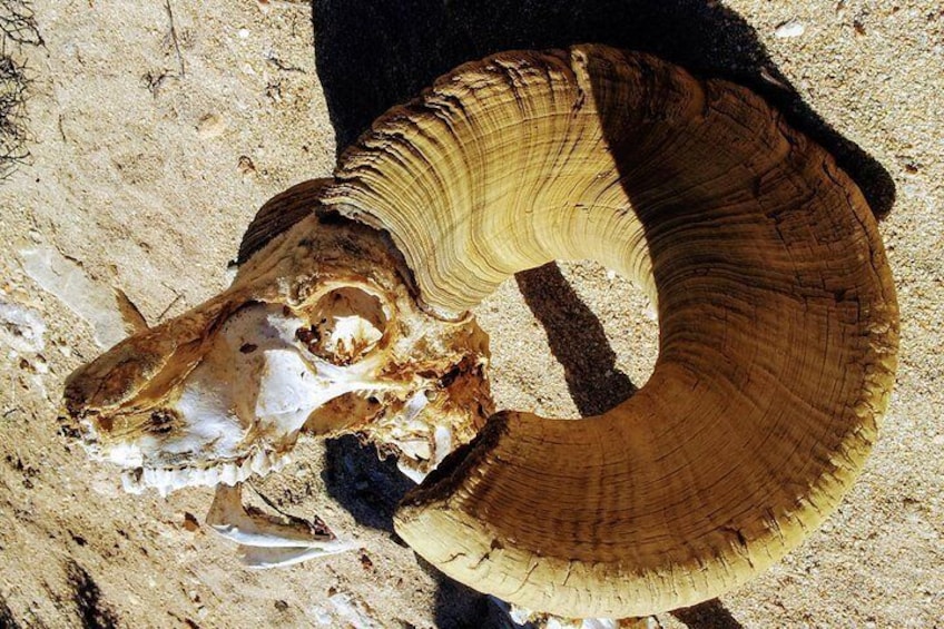 Bighorn Ram skull