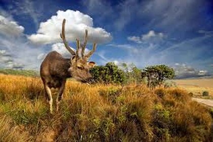 Desde Ella: recorrido por el Parque Nacional Horton Plains y Nuwaraeliya