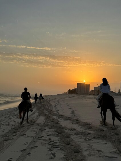 Picture 4 for Activity Salalah: Horse Riding by the Beach