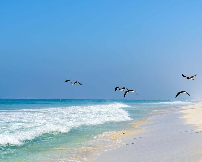 Picture 1 for Activity Salalah: Horse Riding by the Beach