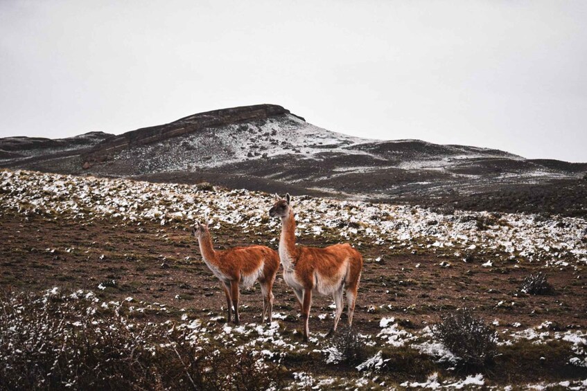 Picture 4 for Activity From Puerto Natales: Torres del Paine Tour with Transfer