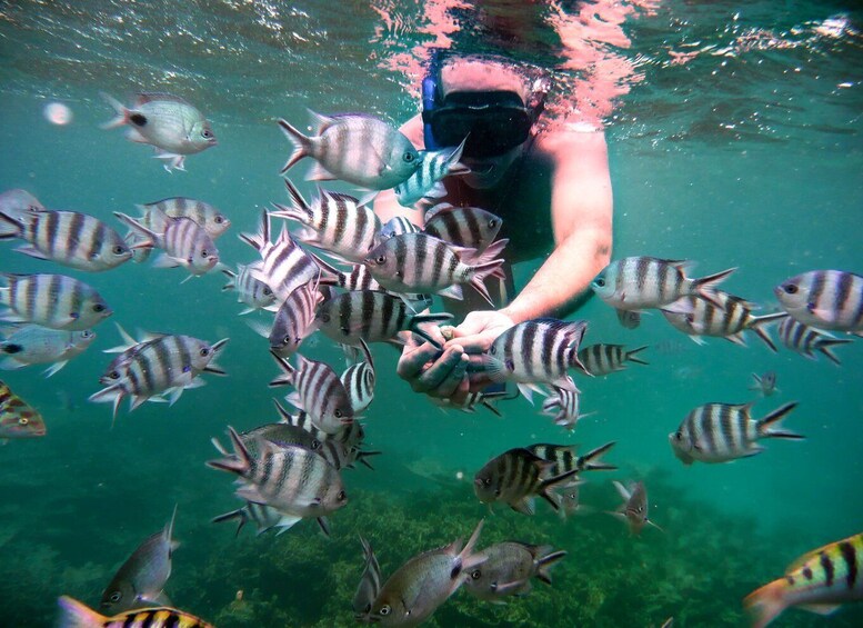 Picture 9 for Activity Mauritius: Private Swim with Dolphins on Benitiers Island